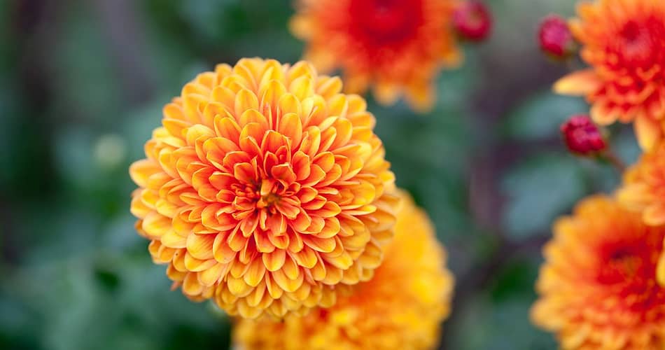 Chrysanthemum Plants