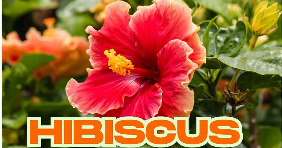 hibiscus-flower