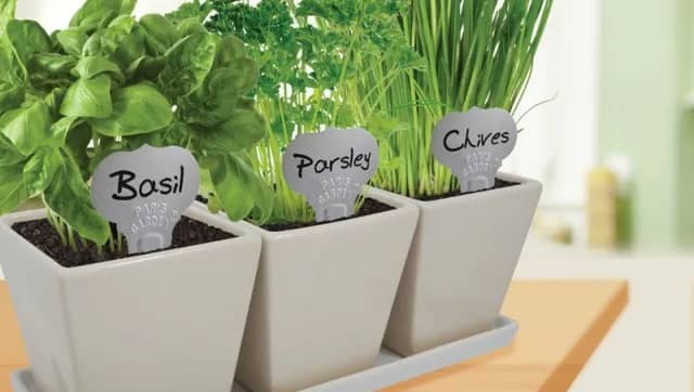 Herb Garden Indoor