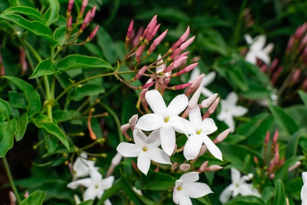 Common Jasmine Jasminum officinaleb