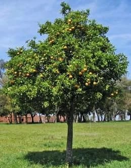 Lemon tree