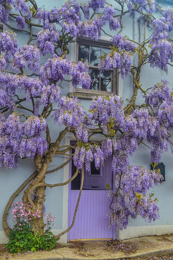 Wisteria
