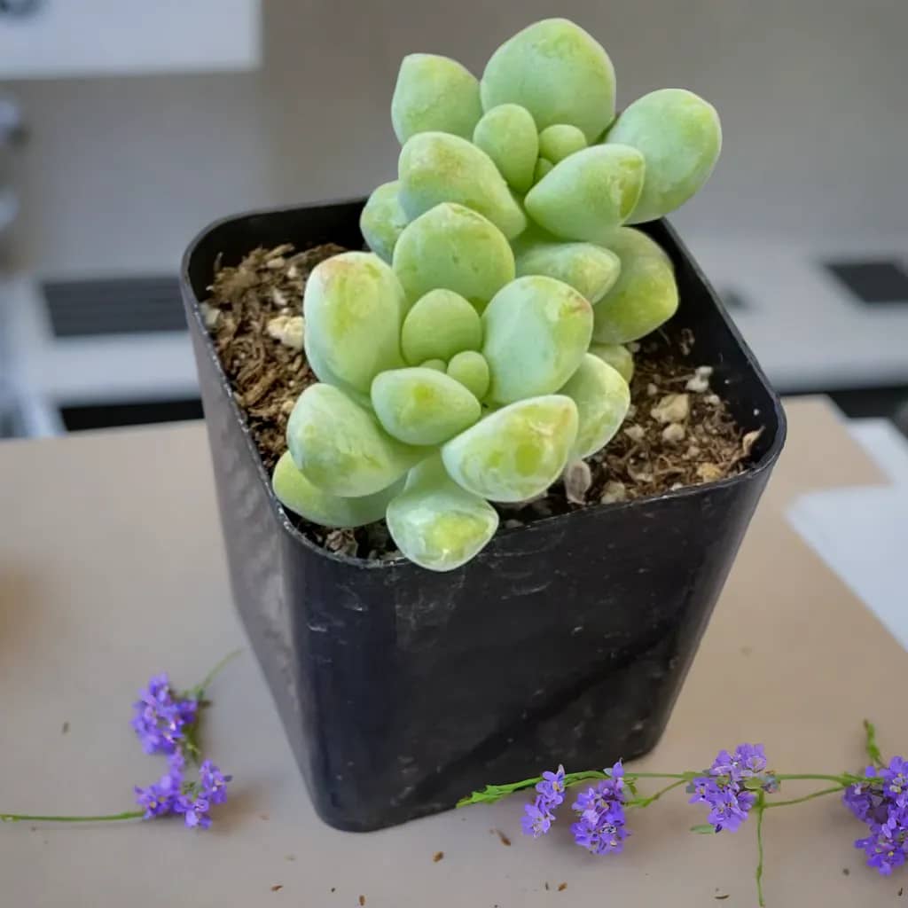 Perennial flowers