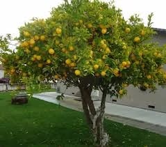 Lemon tree