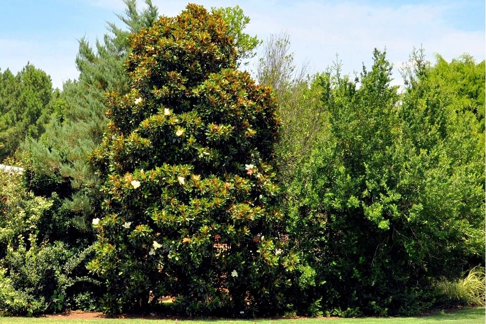 Little Gem Magnolia tree