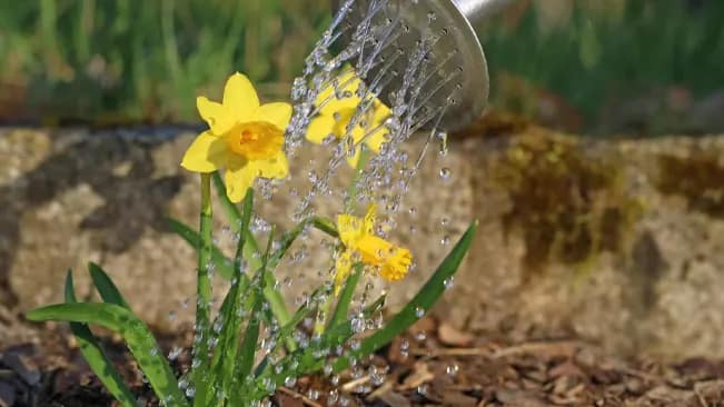 daffodil bulbs